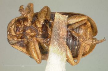 Media type: image; Entomology 9269   Aspect: habitus ventral view
